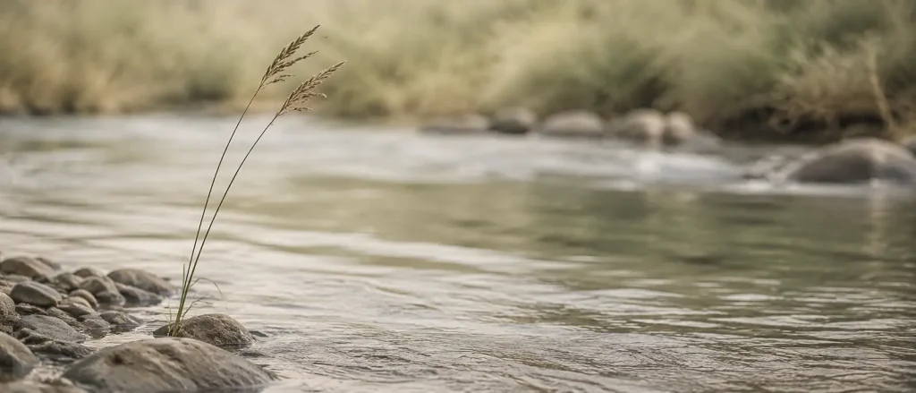graeser am fluss